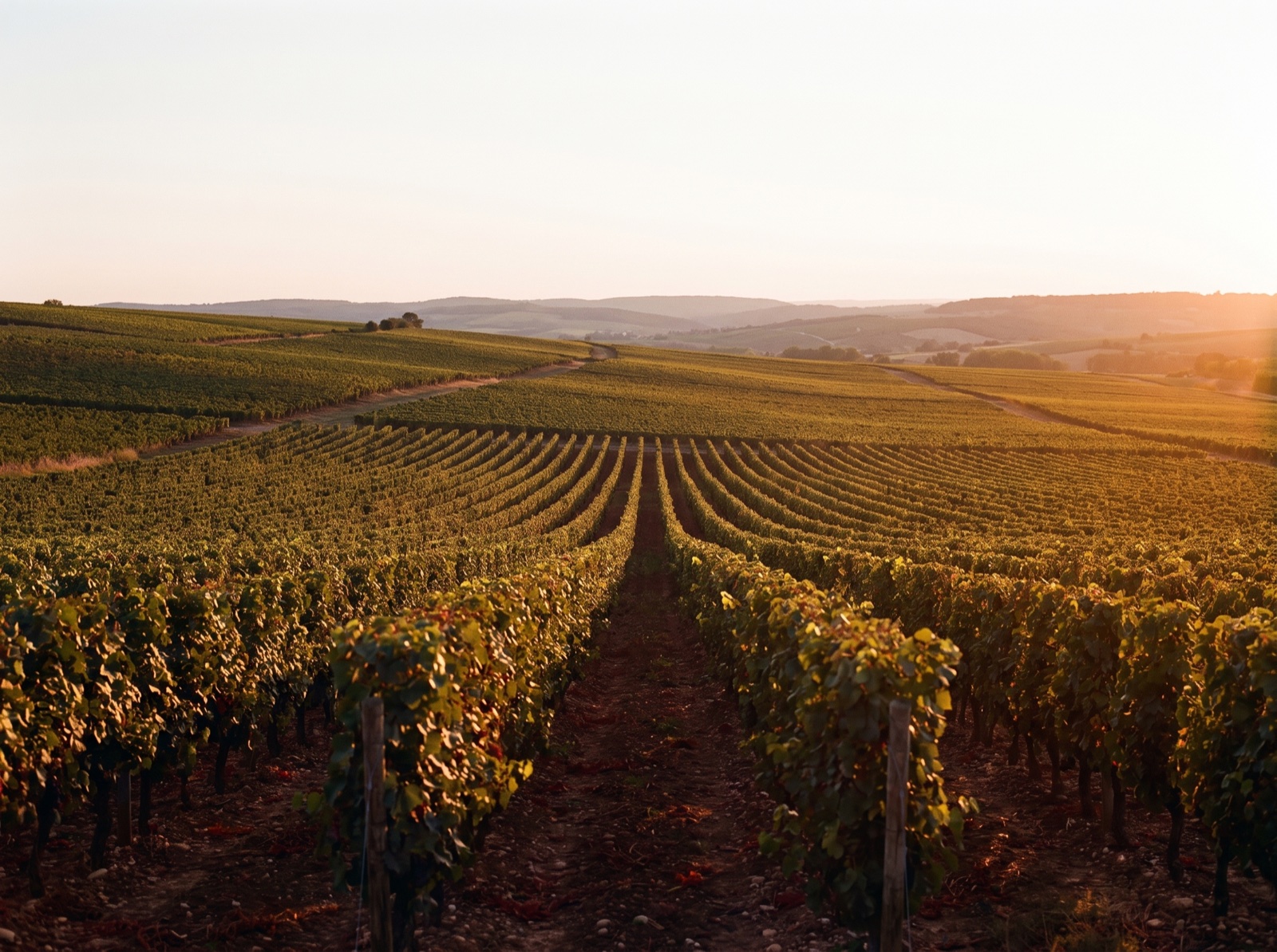 Weinberg mit Rebzeilen bis zum Horizont in der Abendsonne